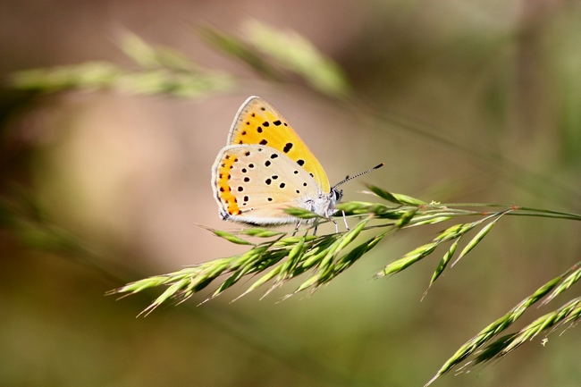 Lycaena alciphron